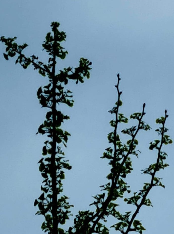 Nonna et le Ginkgo