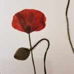 Coquelicot - détail